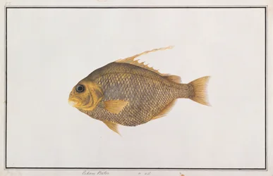 Spatenfisch, aus Zeichnungen von Fischen von Malakka, ca. 1805-18